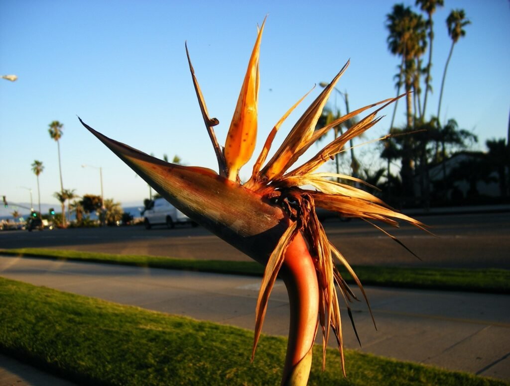#26. Bird of Paradise, Santa Barbara, CA (2009)