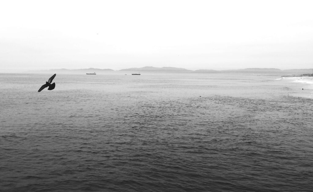 #5. 12/2014: Pigeon at Manhattan Beach, CA